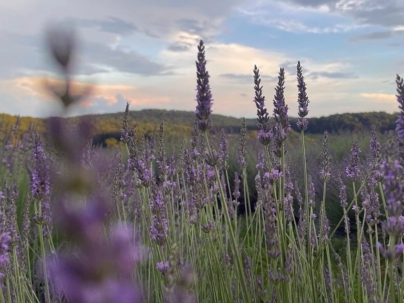 Warwick Furnace Farm | Chester County Lavender Farm